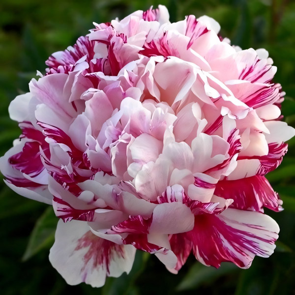 Саженцы Пион Kirinmaru (Киринмару)