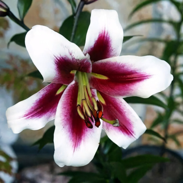 Луковицы Саженцы Лилия ОТ гибрид Altari (Алтари) (3шт.)