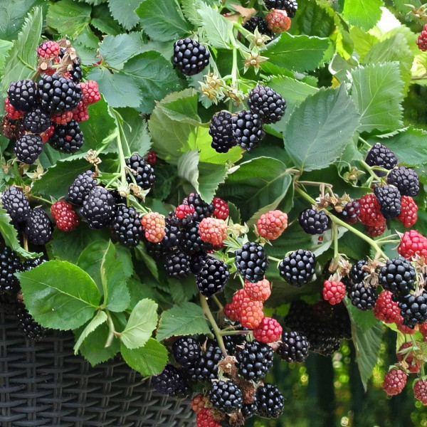 Саженцы Ежевика Блэк Каскад