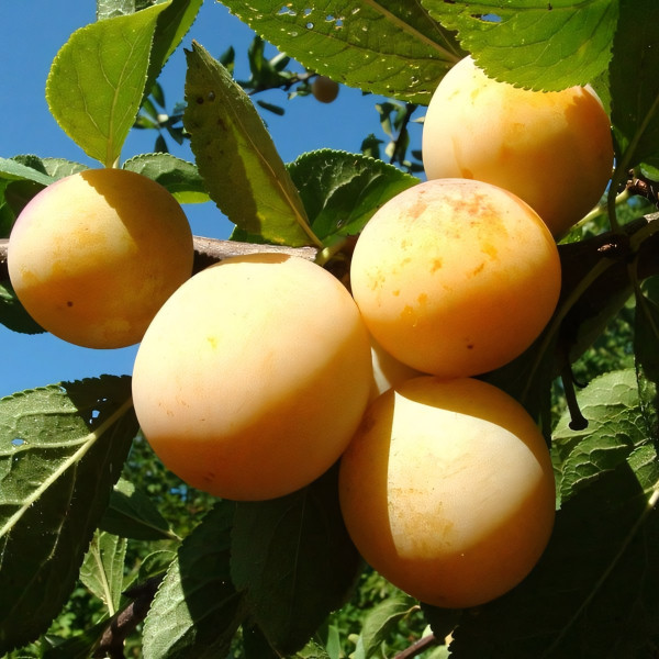 Саженцы Слива Медовая