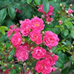 Саженцы Роза спрей Лавли Фейри