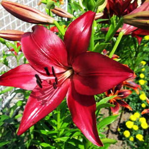  Лилия ЛА гибрид Аrmandale (Армандейл)