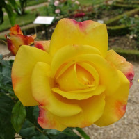 Саженцы Роза плетистая Найт Лайт