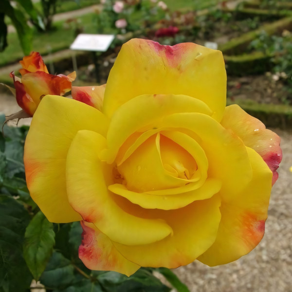 Саженцы Роза плетистая Найт Лайт