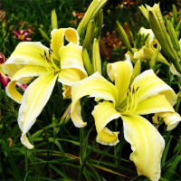 Саженцы Лилейник Flight of Angels (Флайт оф Энджелс)