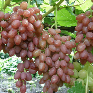 Саженцы Виноград кишмиш Находка
