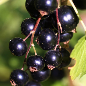 Саженцы Смородина черная Рубен