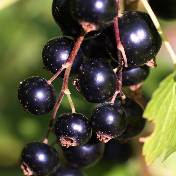 Саженцы Смородина черная Рубен