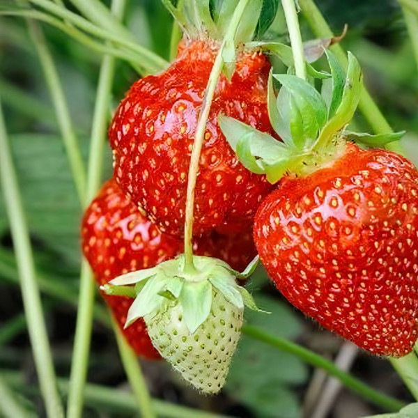 Саженцы Земляника Сан Андреас ремонтантная  (упаковка 5 шт.)