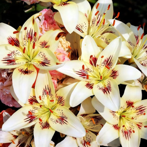  Лилия биколор азиатская Centerfold (Центерфольд)