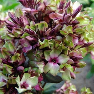 Саженцы Флокс Green Lady (Грин Леди)