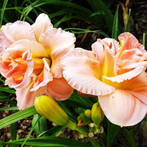 Саженцы Лилейник Double Salmon Wonder (Дабл Салмон Уандер)