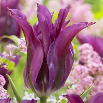 Тюльпан лилиецветный Пурпл Долл (в упаковке - 3шт.)