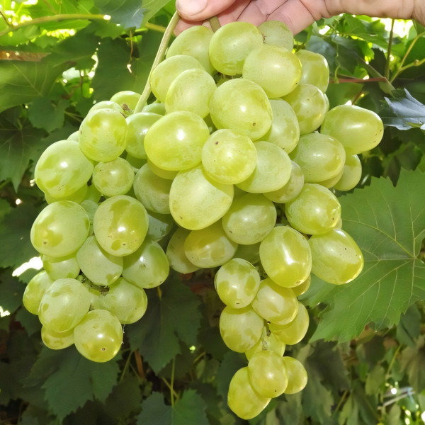 Саженцы Виноград Гарольд