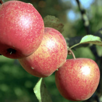 Саженцы Яблоня Адыгейское
