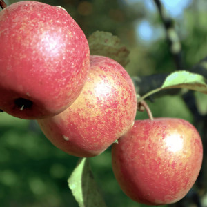 Саженцы Яблоня Адыгейское