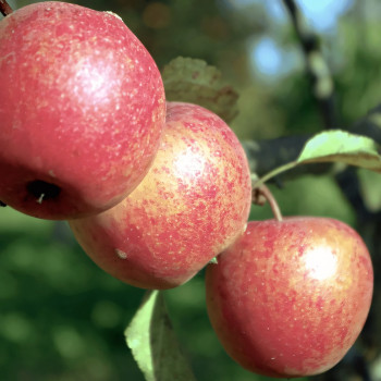 Саженцы Яблоня Адыгейское