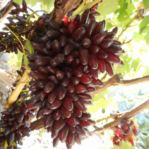 Саженцы Виноград кишмиш Хеллоуин