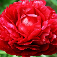 Саженцы Пион Carol (Карол)