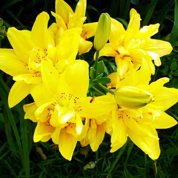 Луковицы  Лилия азиатская Sundew (Сандью) (3шт.)