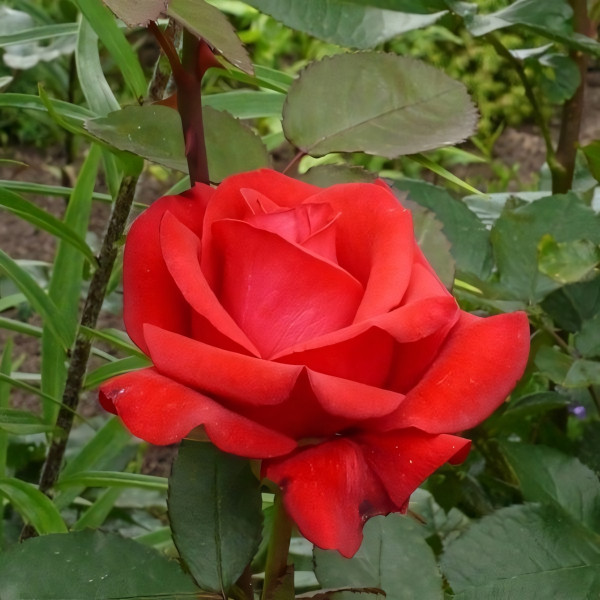 Саженцы Роза чайно-гибридная Кардинал