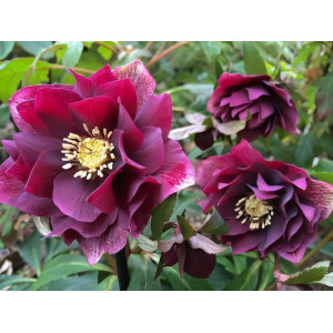 Морозник Притти Эллен Рэд 