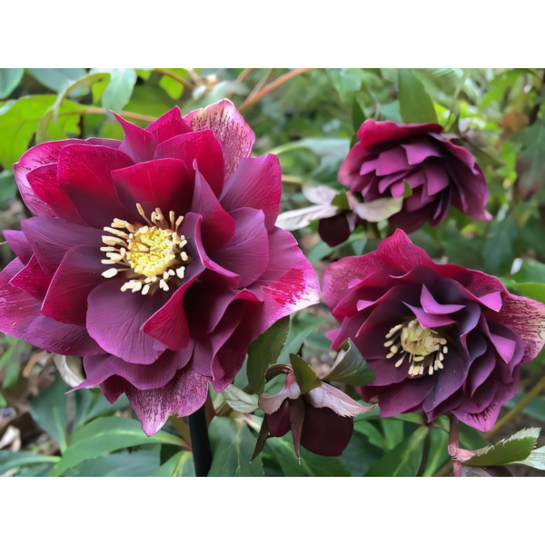 Саженец Морозник Притти Эллен Рэд