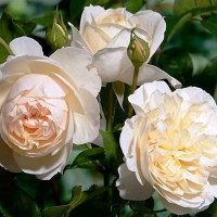 Саженцы Роза английская Личфилд Энджел