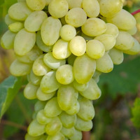 Саженцы Виноград Светлана