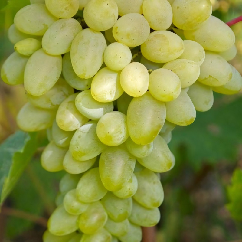 Саженцы Виноград Светлана