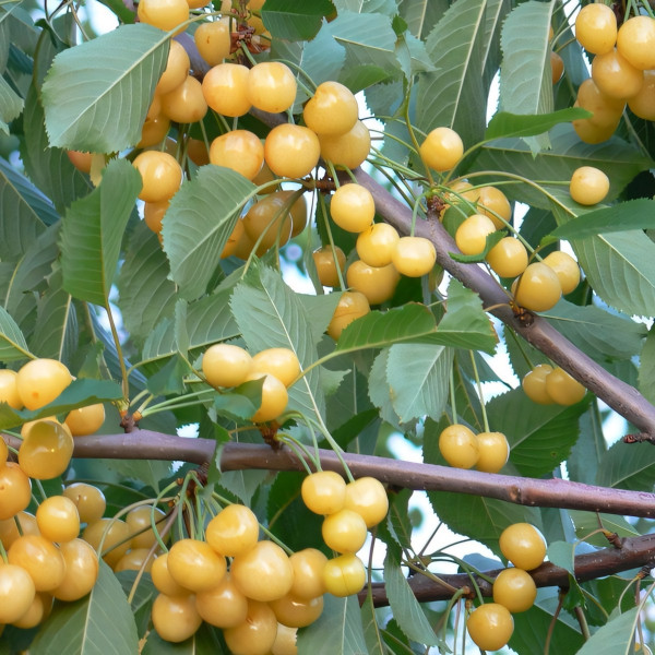 Саженцы Черешня Рондо