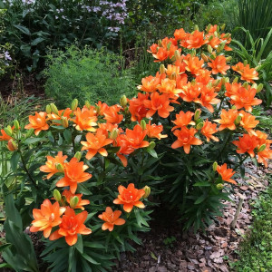  Лилия азиатская Tiny Double Dutch (Тайни Дабл Датч)