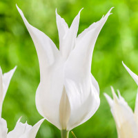 Луковицы Тюльпан лилиецветный Баллада Вайт (в упаковке - 3шт.)