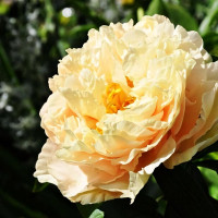 Саженцы Пион Sunny Girl (Санни Гёрл)