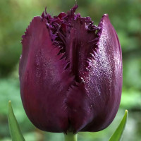 Луковицы Тюльпан бахромчатый Керли Сью (в упаковке - 3шт.)