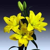 Луковицы  Лилия азиатская Yellow Bellies (Йеллоу Беллиз) (3шт.)