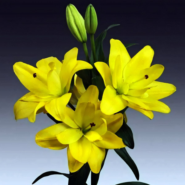 Луковицы  Лилия азиатская Yellow Bellies (Йеллоу Беллиз) (3шт.)