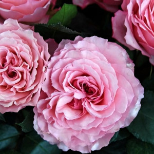 Саженцы Роза чайно-гибридная Майра