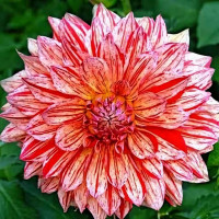 Саженцы Георгина декоративная макси Ciaboss (Киабосс)