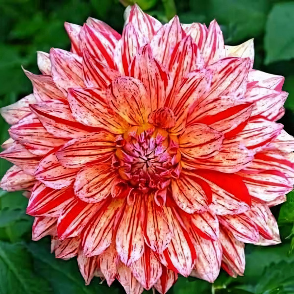 Саженцы Георгина декоративная макси Ciaboss (Киабосс)