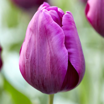 Тюльпан Триумф Пурпл Принц (в упаковке - 3шт.)