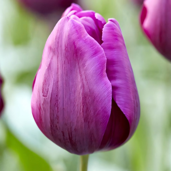 Луковицы Тюльпан Триумф Пурпл Принц (в упаковке - 3шт.)