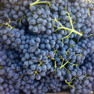 Саженцы Виноград кишмиш черный