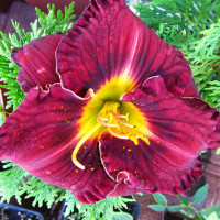 Саженцы Лилейник Purplelicious (Пёпликоус)