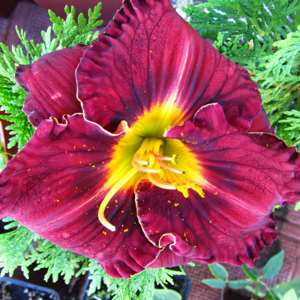 Саженцы Лилейник Purplelicious (Пёпликоус)