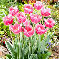 Луковицы Тюльпан бахромчатый Даллас (в упаковке - 3шт.)