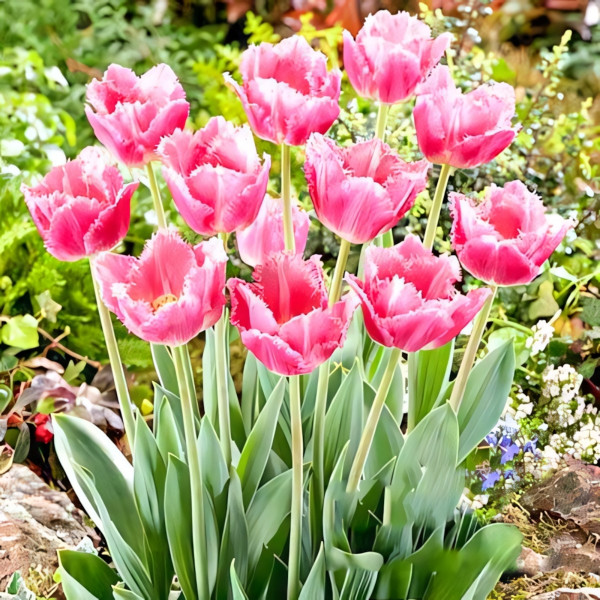 Луковицы Тюльпан бахромчатый Даллас (в упаковке - 3шт.)