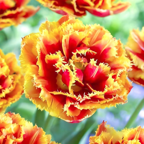 Луковицы Тюльпан бахромчатый Криспион Бьюти (в упаковке - 3шт.)