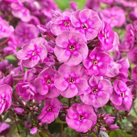 Саженцы Флокс Smokey (Смоки)