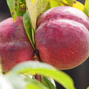 Саженцы Персик Ред Хэйвен